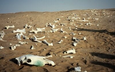 Can These Bones Live?