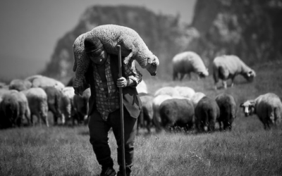 Shepherds and Sheep