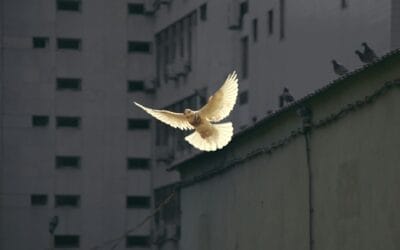 Towards a Whole-Hearted Faith, Part 6 (Easter Sunday)
